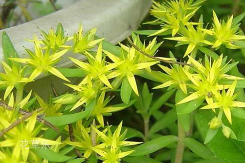 斗破苍穹动漫风车动漫——中文字幕人妻三级中文无码视频，热血激战，苍穹之巅的奇幻冒险
